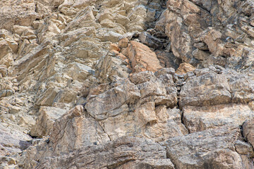Snow Leopard walk in the Rock. At Spiti Vallay, India.wild cat in the moutains habitat.