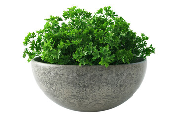 Fototapeta premium Parsley in a bowl isolated on transparent background