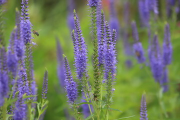 Veronica orchidea. Veronica spicata known as garden speedwell.
