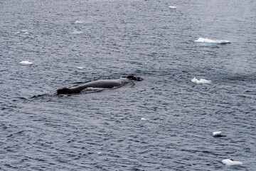 Close-up of the back of a diving humpback whale -Megaptera novaeangliae- including the dorsal fin...