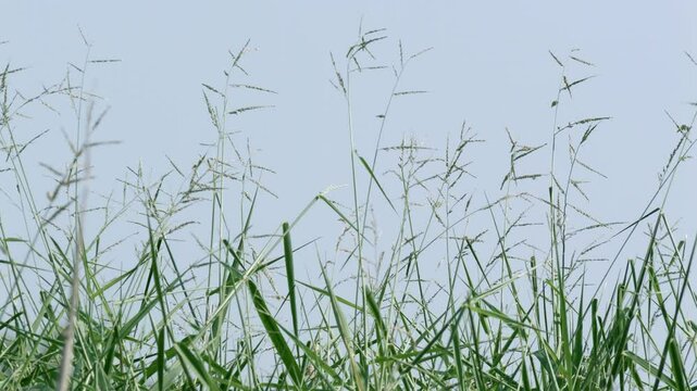Soft breeze blowing the tiny stems of Brachiara mutica, mostly known as buffalo grass that is widely cultivated for cattle grazing in many parts of the world.