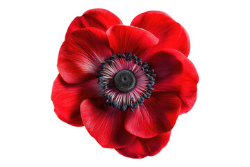 Red anemone flower isolated on transparent background