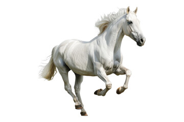 Obraz premium White horse galloping isolated on transparent background