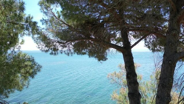 Video from a drone flying smoothly through the branches of pine trees to the open sea on a sunny summer day, the coast of Istres, Provence, France