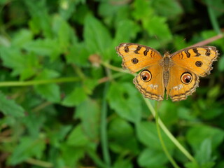 The Peacock Pansy ( Junonia almana ) butterfly on leaf with natural green background, Pattern similar to the eyes on the wing of orange color insect