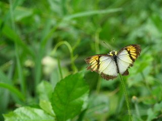 Yellow Orange Tip ( Ixias pyrene ) butterfly seeking nectar on Spanish Needle flower in the field with natural green background, Pattern yellow and black on white color wing of insect
