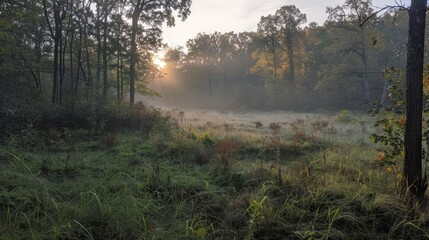 The first light of dawn filters through the forest, casting a gentle glow on the dew-kissed leaves and awakening the birds.