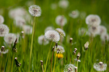 Dandelions in the field.