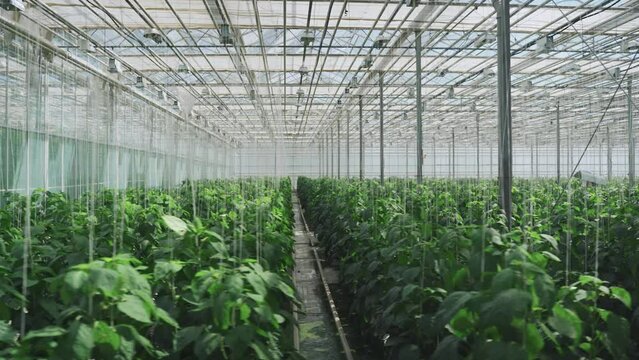 Concept of growing organic vegetables, agriculture in greenhouse without people, workers. Bell pepper grow in rows in large, modern greenhouse with hydroponic system for growing vegetables from inside