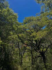 Fototapeta premium trees in the mountains