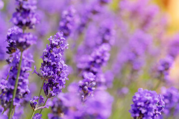 Purple Lavender Flowers in Full Bloom in Garden During Summer