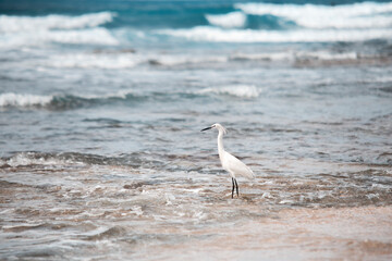 White Egret Stands in Shallow Ocean Water