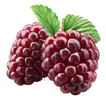 Detailed cutout of a A fresh loganberry isolated 