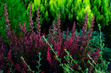 Thunberg's barberry bush in the garden