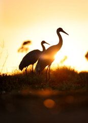 Jabiru