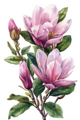 Beautiful pink magnolia flowers in full bloom with vibrant green leaves, perfect for spring-themed designs and nature-inspired projects.