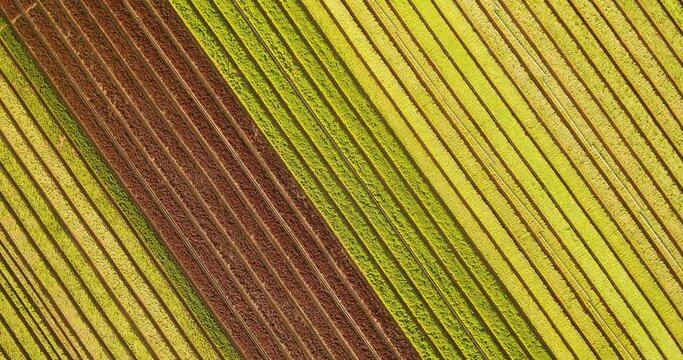 Overtop drone shot of red and green romaine field in the early morning