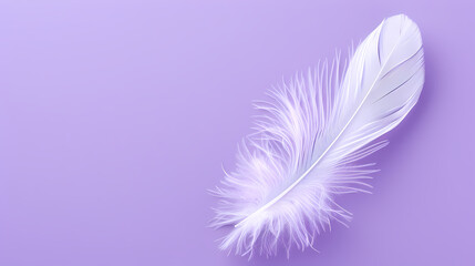 Obraz premium White feathers on purple background
