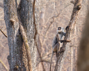 Macaque sitting on a tree branch in Chitwan National Park, Nepal