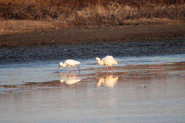 Pair of African Spoonbills in pond