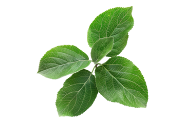 Apple leaves isolated on transparent background