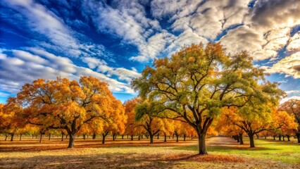 Fototapeta premium Rustic pecan trees stand tall amidst autumnal foliage, heavy with mature nuts, under a serene blue sky with puffy white clouds.