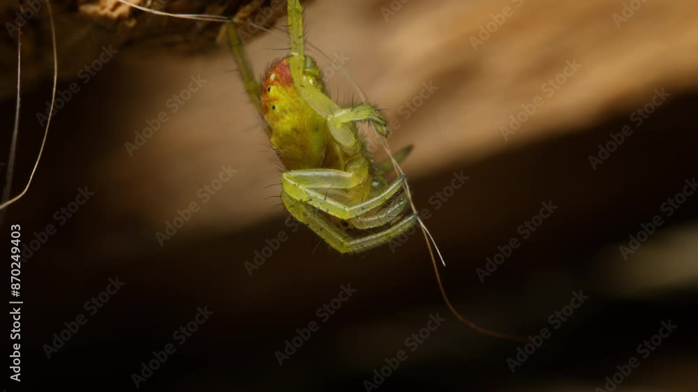 Poster cucumber green spider. shallow depth of field.