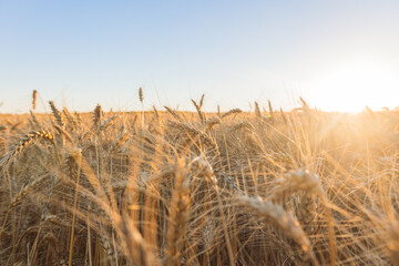 golden wheat field at sunset © Bilal