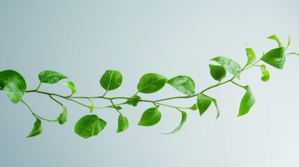 Obraz premium Green leaves of the plant on a white background.