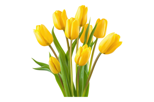 Bunch of yellow tulips isolated on transparent background