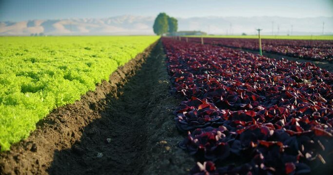  Green and red romaine field panning right to left
