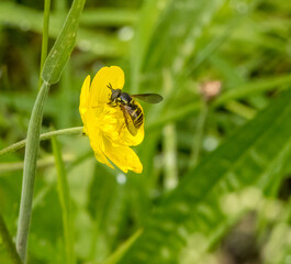 Pollinator insects on bright yellow flowers with natural green background