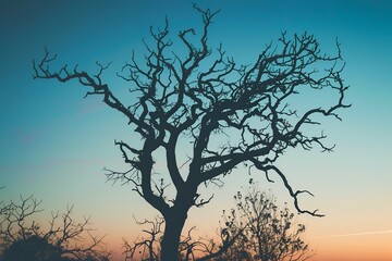 Fototapeta premium A silhouette of an old, dead tree against the backdrop of a dusk sky. The branches and leaves form intricate patterns that give it character. This is perfect for a minimalist background or wallpaper d