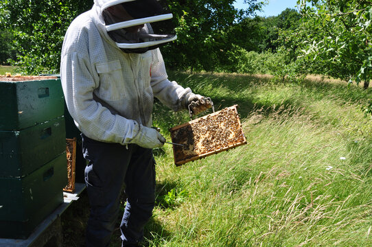Flei&szlig;iges Bienchen #Imker im NABU Damme kontrolliert die Honigwaben seiner Bienenv&ouml;lker im Stock.