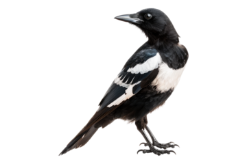 Feathered magpie isolated on transparent background
