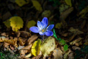 A bright blue crocus blooming on a thin stem. Top view. Bieberstein's crocus, cartwrightianus, banaticus