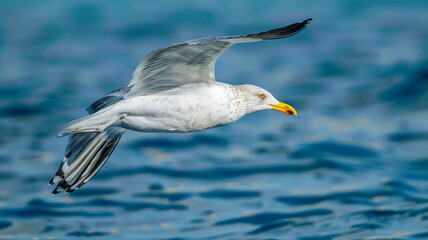 Fototapeta premium Seagull flying over blue water, AI Generative.