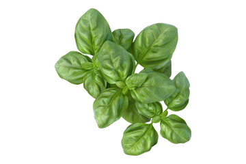 Fototapeta premium Green basil isolated on transparent background