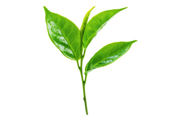 Green tea leaves isolated on transparent background