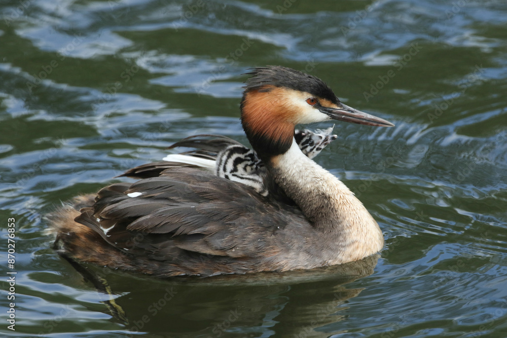 Canvas Prints A Great Crested Grebe, Podiceps cristatus, is swimming on a river with her two cute babies being carried on her back.