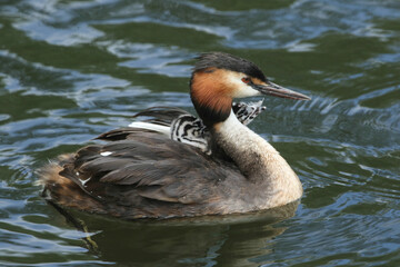 A Great Crested Grebe, Podiceps cristatus, is swimming on a river with her two cute babies being carried on her back.