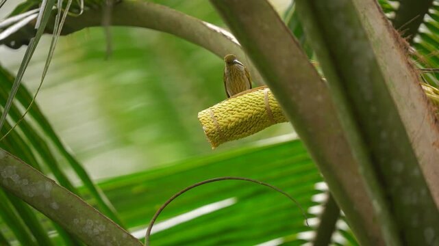 little spiderhunter bird or arachnothera longistra on a coconut tree 