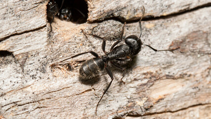 ant on the ground
