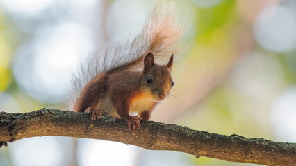 squirrel on a tree