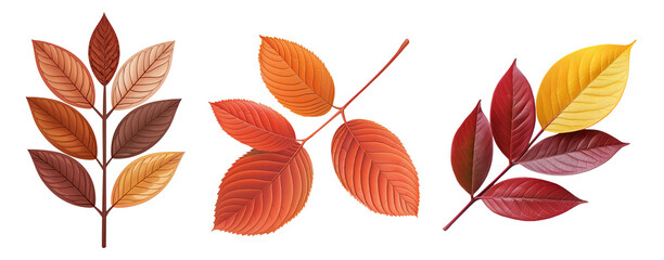Obraz premium Autumn Leaves Isolated Background