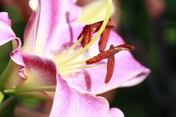 lys en fleurs 