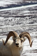 mountain goat portrait