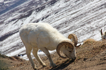 mountain goat portrait