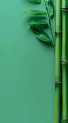 Fototapeta premium Green bamboo with copy space