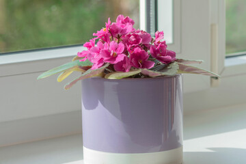 Homemade African pink blooming violet on the windowsill in the room.